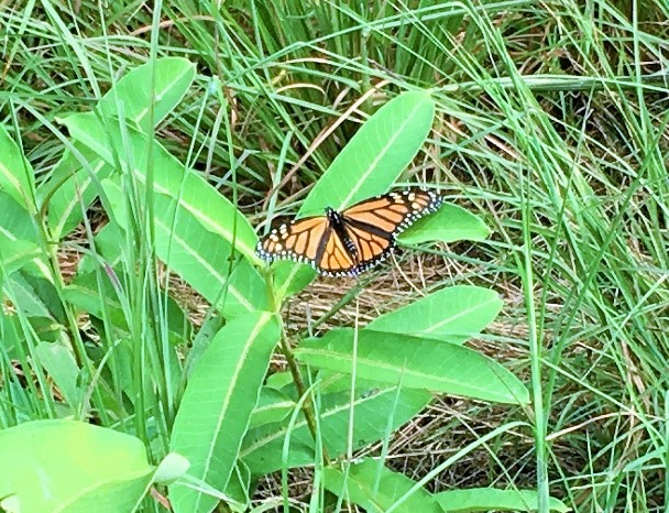 Monarch butterfly on milkweed